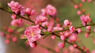 Hoạt động trải nghiện gói bánh chưng ngày tết của sinh viên Phân hiệu trường Đại học Tài nguyên và Môi trường Hà Nội tại tỉnh Thanh Hóa